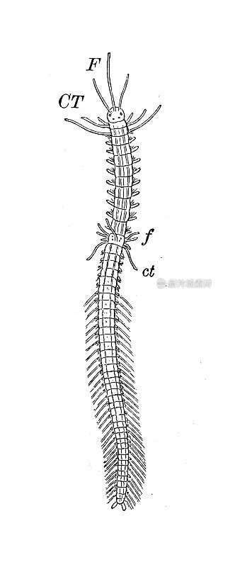 仿古生物动物学图像:角角龙