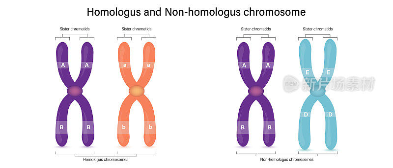同源染色体与非同源染色体(异同源染色体)的差异。用于科学和医学教育的载体。