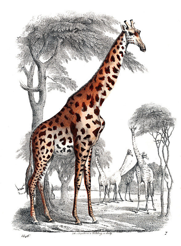 长颈鹿-非常罕见的盘子从“世界之书”1846年