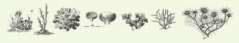 雕刻古物、藻类、Jussieu的植物分类、代表藻类、真菌、苔藓、水龙足植物等非开花植物雕刻古物插图，1851年出版