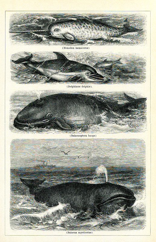 海豚、独角鲸和长须鲸画1895