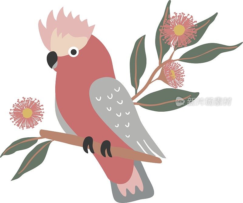 在白色的背景上有桉树叶子和花元素的澳大利亚本土鹦鹉加拉凤头鹦鹉