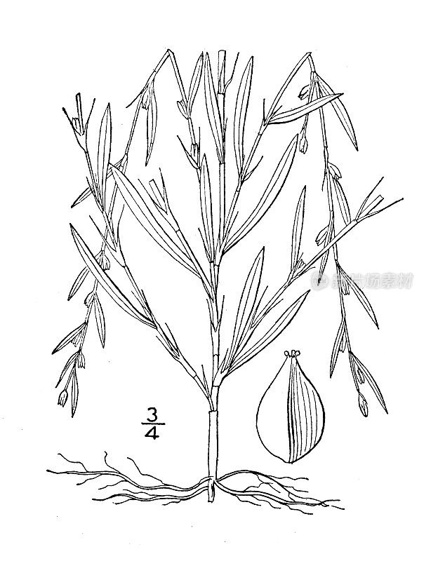 古植物学植物插图:蓼，细长节