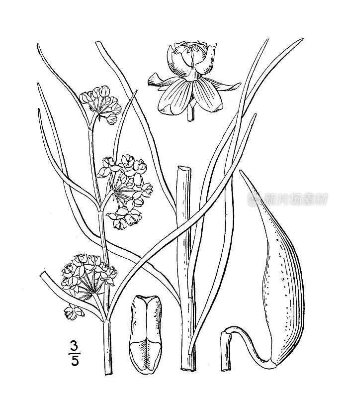 古植物学植物插图:醋酸木耳，乳草