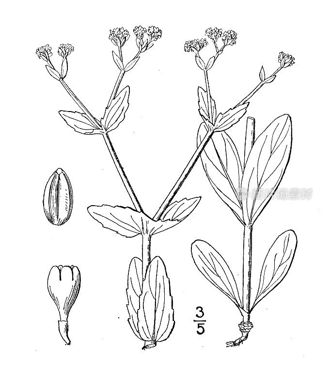 古植物学植物插图:瓦莱里亚内拉，玉米沙拉