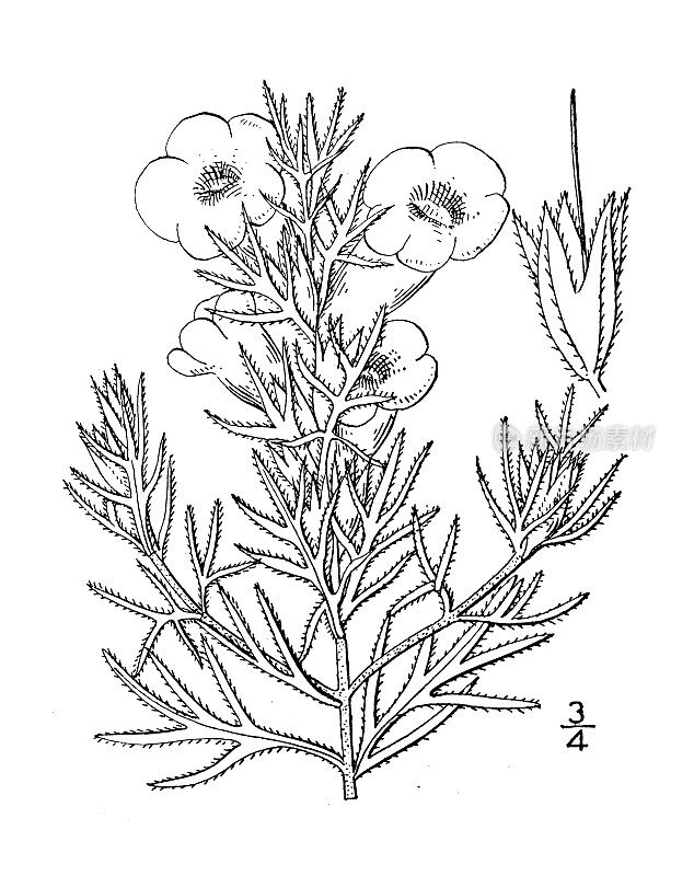 古植物学植物插图:densiflora，切叶Gerardia