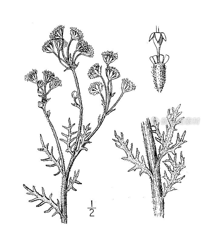 古植物学植物插图:黄膜翅目，毛黄色膜翅目