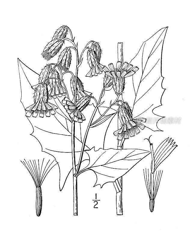 古植物学植物插图:纳巴卢斯，伞房响尾蛇根