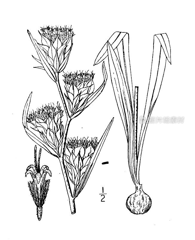 古植物学植物插图:扁孢草、鳞片星