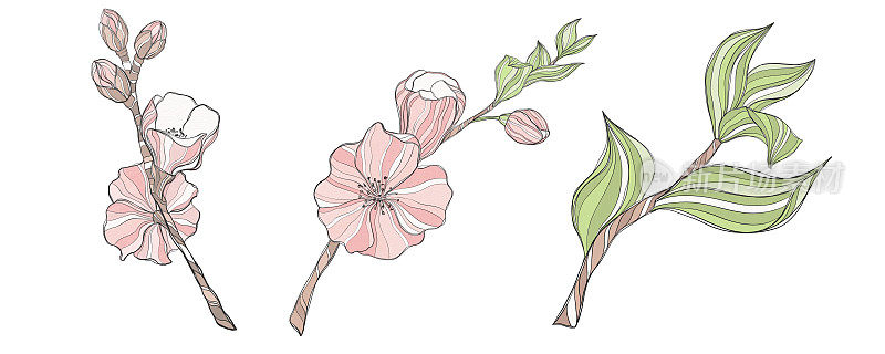集装饰元素，插图，树枝，樱花与粉红色的花朵在白色背景，孤立