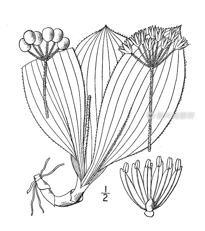 古植物学植物插图:克林顿伞形，白色克林顿