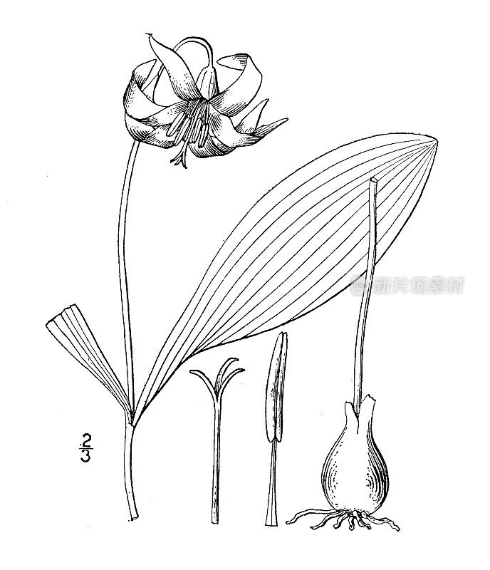 古植物学植物插图:赤藓，白蝰蛇的舌头