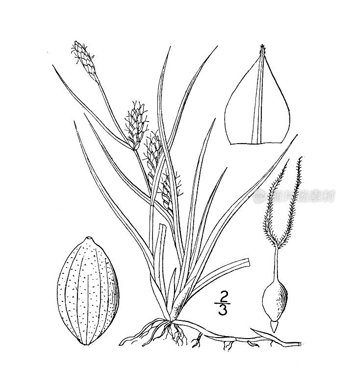 古植物学植物插图:苔草、苔草