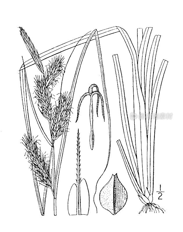 古植物学植物插图:大苔草，南方白霜莎草