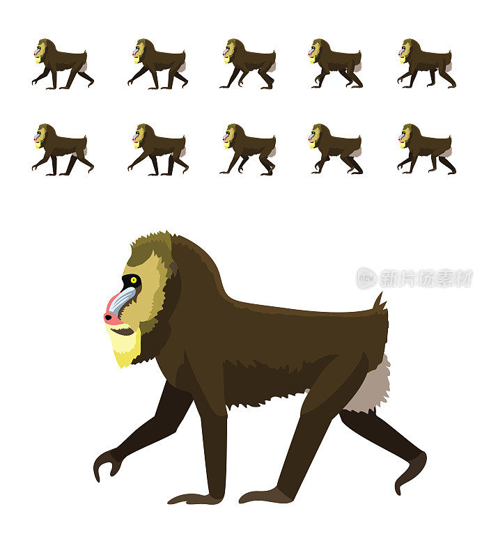 动物动画灵长类猴子狒狒大狒狒移动帧序列可爱的卡通矢量插图