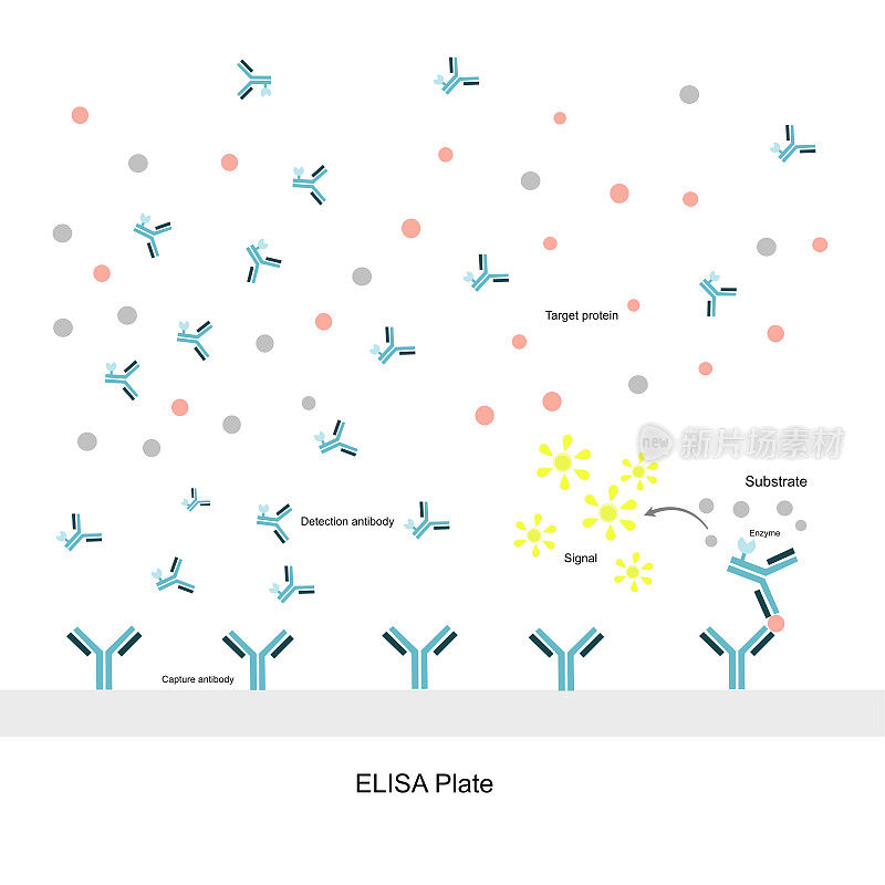 介绍了夹心ELISA法检测目的蛋白或分子的一般原理