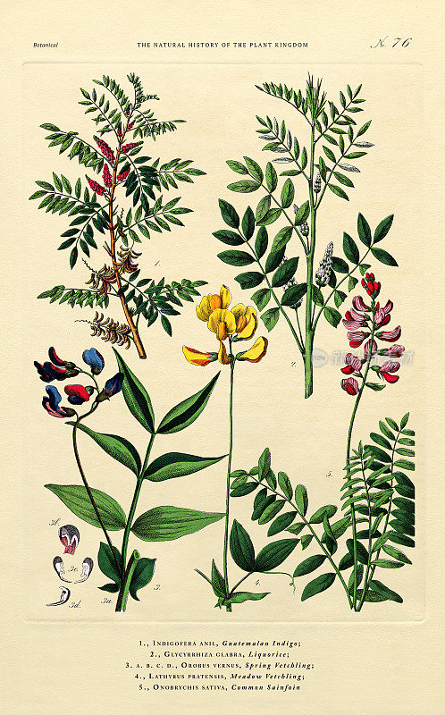 植物王国的历史，维多利亚植物插图，76版，大约1853年
