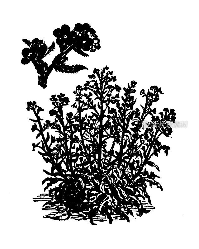 古董雕刻插图:Bugloss