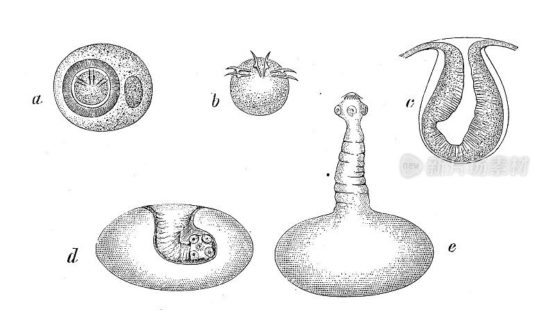 仿古生物动物学图像:猪带绦虫，囊尾蚴