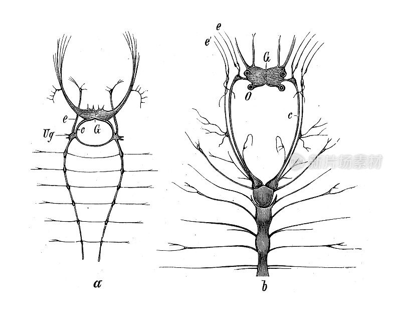 古代生物动物学图像:Serpula和Nereis的神经节