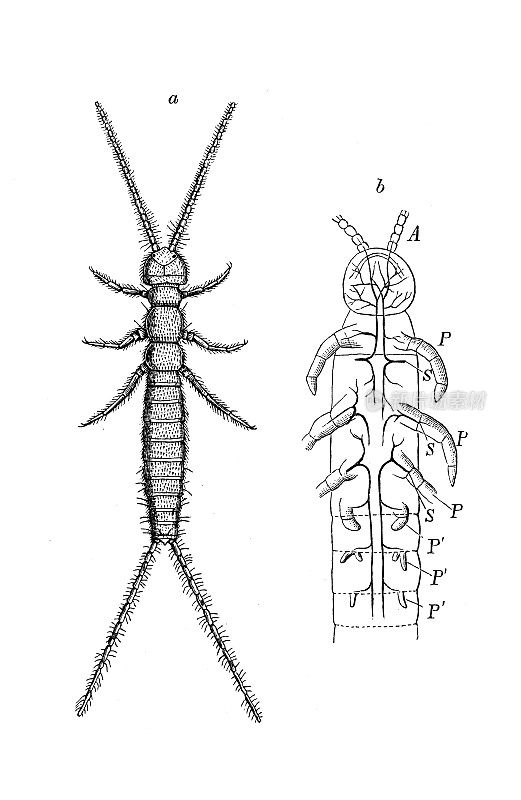 古董生物学动物学图像：坎波迪亚葡萄球菌，脆弱坎波迪亚