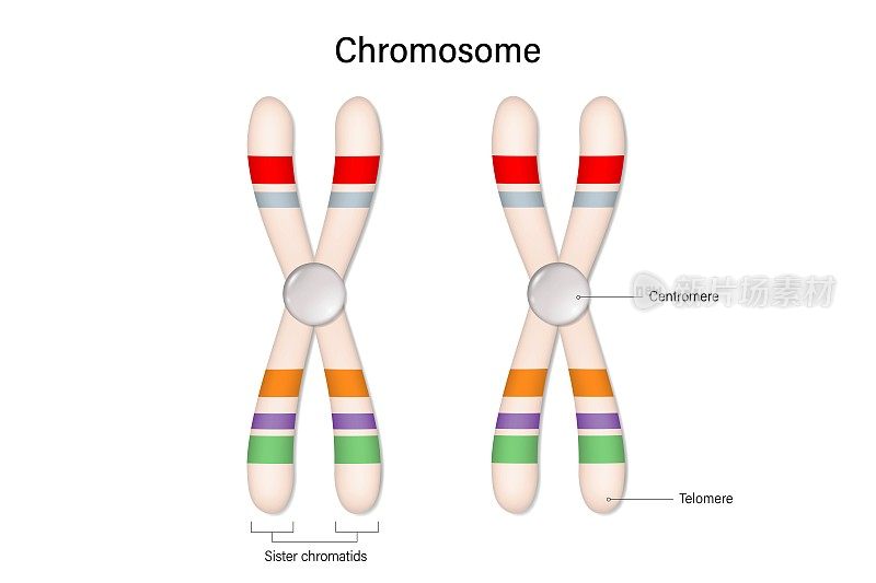 染色体载体的结构。着丝粒和端粒。生物研究。