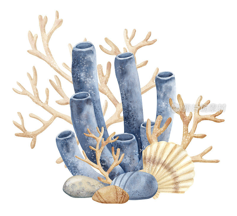 有贝壳和海床的珊瑚礁。水彩手绘的海底插图在孤立的背景图标或标志。水下组成海藻和米色和蓝色的石头