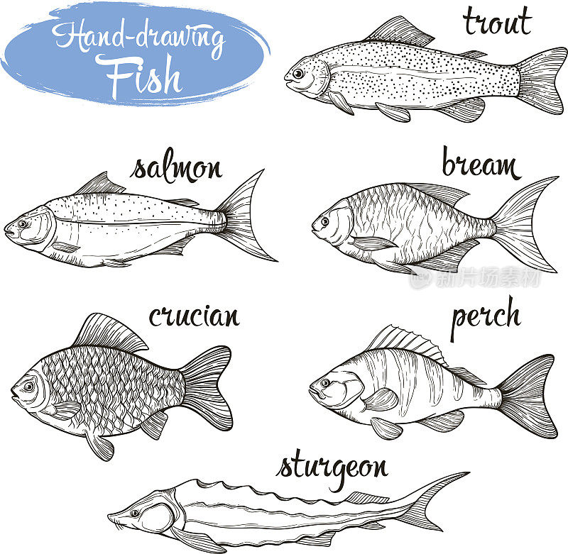 矢量集的草图不同的鱼