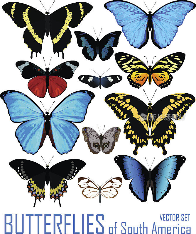 一组被隔离在白色上的南美洲蝴蝶。