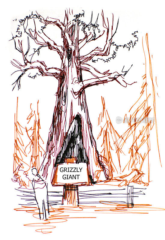 红杉公园的灰熊巨树