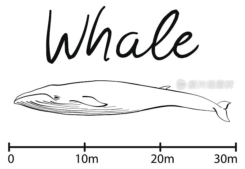 蓝鲸的剪影，蓝鲸孤立的黑白矢量