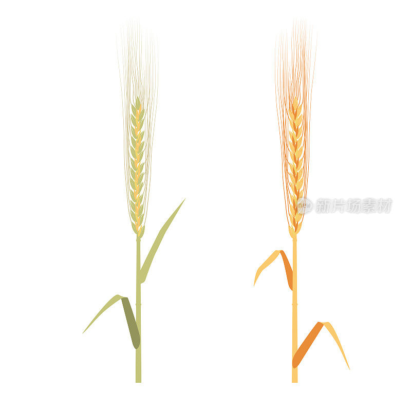 黑麦成熟和不成熟集向量插图