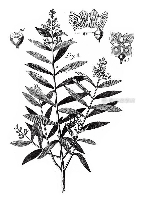 桃金娘，原产于沙质或石质土壤的植物;檀香和桃金娘雕刻古董插图的代表，出版于1851年