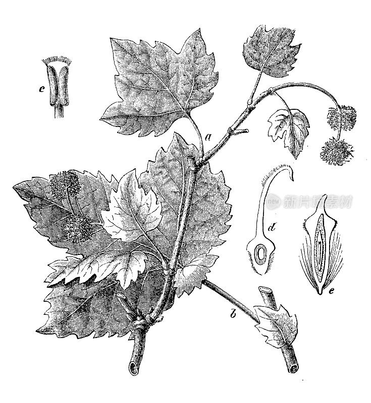 古植物学插图:西洋悬铃木，美国梧桐树