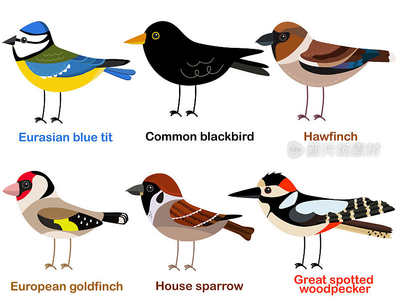 可爱的鸟矢量插图集，蓝山雀，金翅雀，啄木鸟，山雀，画眉，麻雀