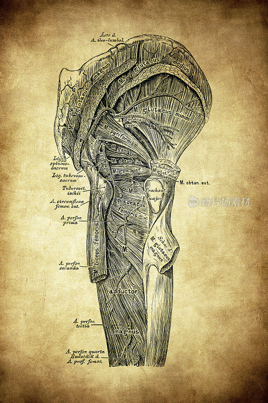 动脉分布在臀部外侧和大腿后部