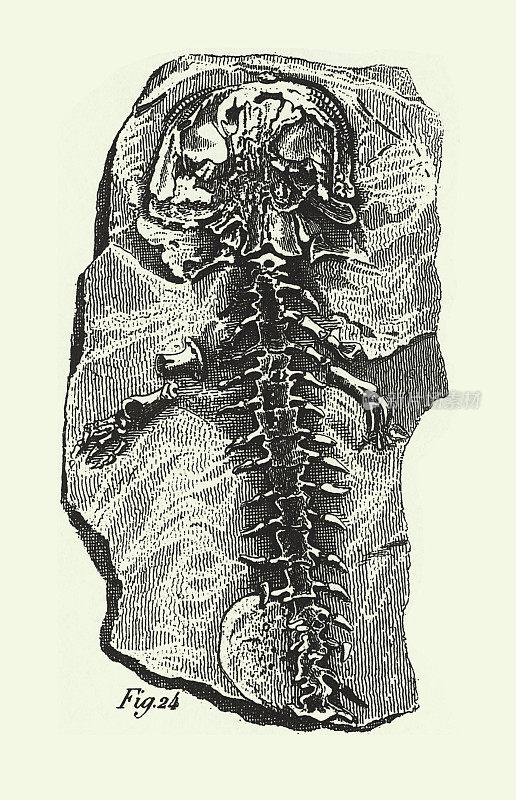 历史年份，侏罗纪化石，化石，骨骼和足迹雕刻古董插图，出版于1851年