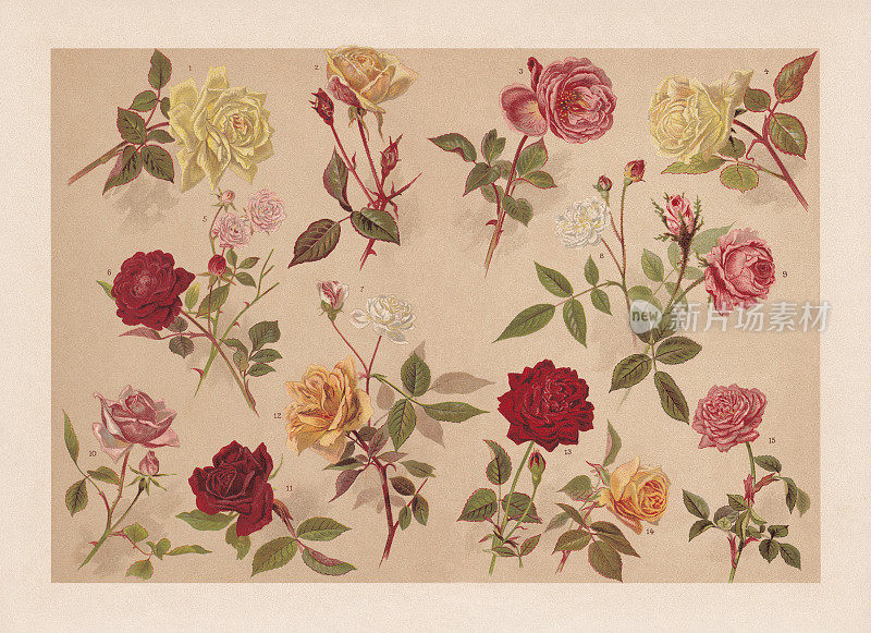 玫瑰，色板印刷，1899年出版
