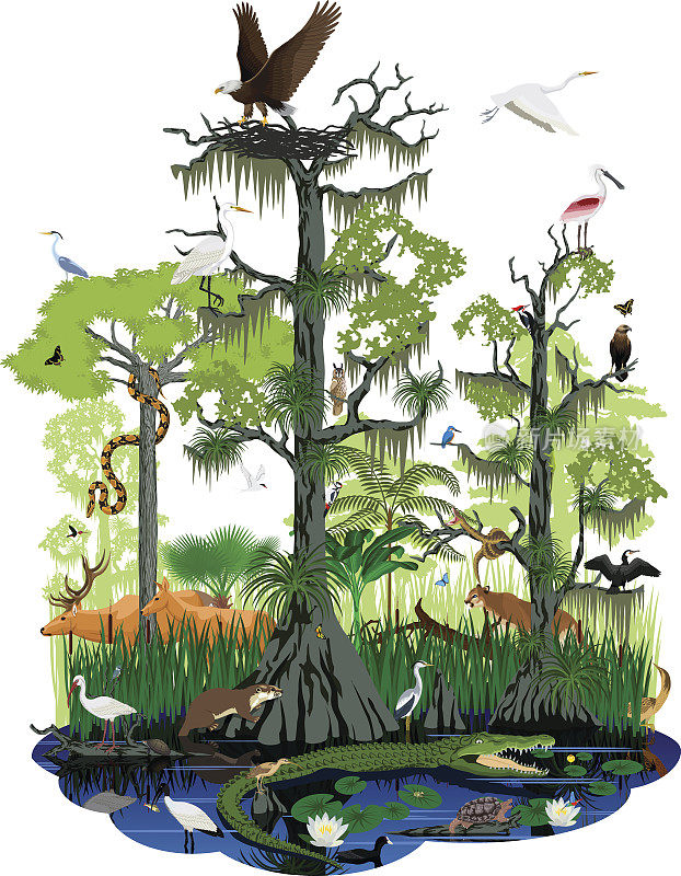 载体湿地或佛罗里达大沼泽地景观与不同的湿地动物