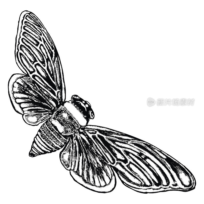 有翅膀的昆虫，飞虫。复古旧手绘点画和孵育，阴影风格。刻点刻木刻。向量。