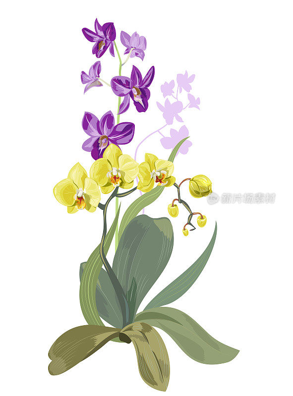 花束兰花:石斛兰、蝴蝶兰，紫色，黄绿色，花蕾;绿色茎叶白色背景，数字绘制热带植物，矢量植物插图设计