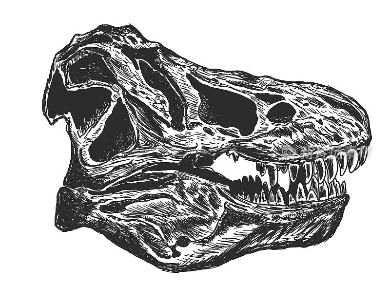 侏罗纪霸王龙头骨化石素描风格
