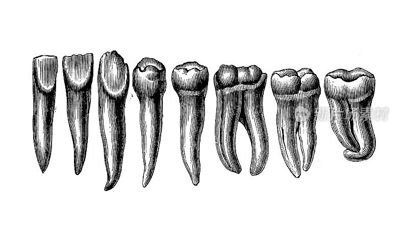 古董插图:人的牙齿