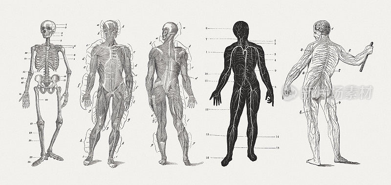 人体解剖，木刻，出版于1893年
