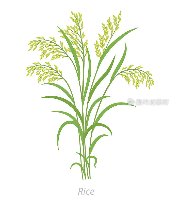 水稻。群草。选用glaberrima。栽培稻。农学谷物粮食。向量农业插图。