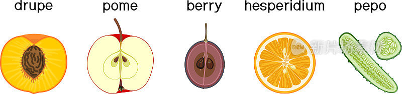 不同种类的水果:核果，梨子，浆果，橙皮和胡椒。植物学课程计划