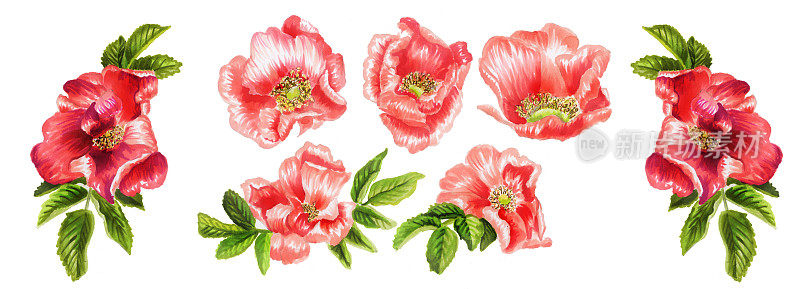 植物组花和玫瑰花瓣。一组美丽的玫瑰孤立在白色的背景上。古董植物手绘插图。婚礼设计。水平的作文