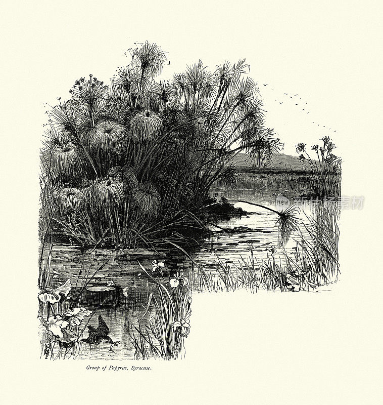 纸莎草组，池塘，花，锡拉库扎，西西里，意大利，19世纪