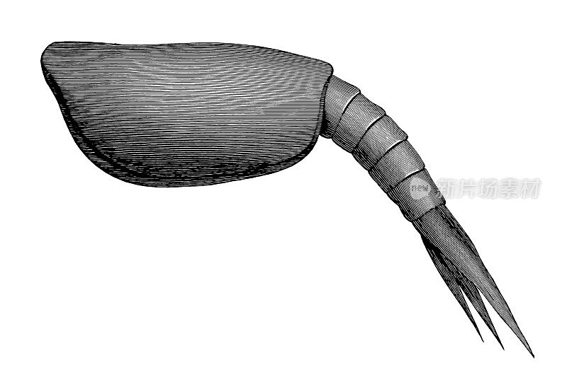 角蜱属(Ceratiocaris)是古生代甲壳类动物的一个属，其化石从上奥陶统一直到志留纪灭绝，在海相地层中被发现