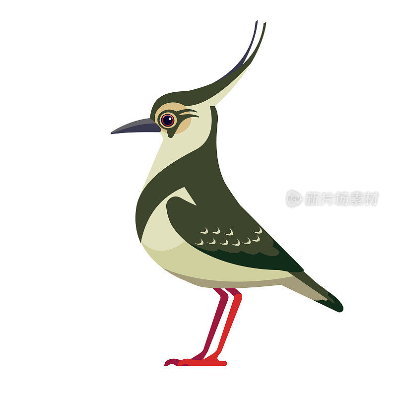 北田凫，是pewit，绿鸻，或只是田凫，是田凫亚科的一种鸟类。小鸟漫画平面风格优美，鸟类特征鲜明，矢量插图孤立于白色之上
